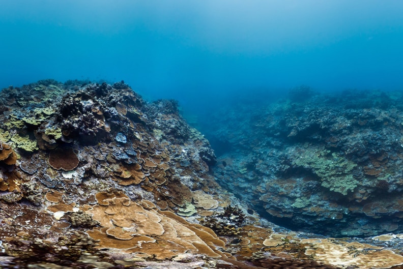 Healthy coral at Kahului Point on Maui Island in August 2015.