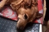 Injured dog Sheeba lies on vet's table after burglar/s broke her legs