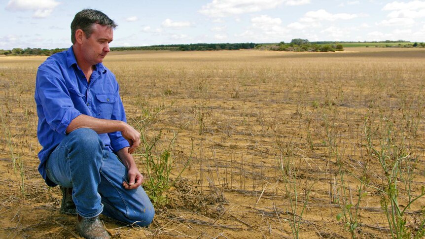 Farmer Brendan Weir kneeling in a dry paddock of grain.