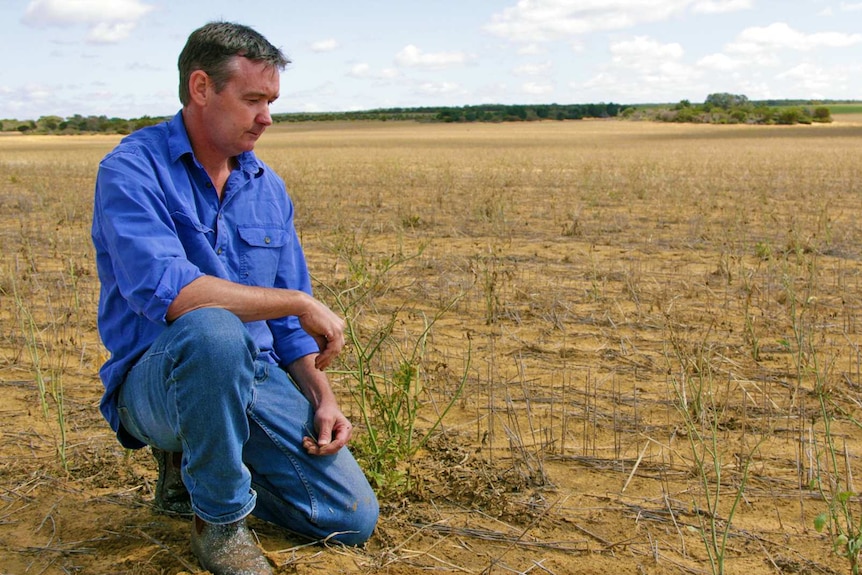 Farmer Brendan Weir kneeling in a dry paddock of grain.