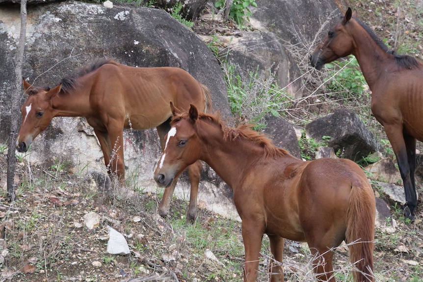Three brown horses stand together on a rocky hillside.