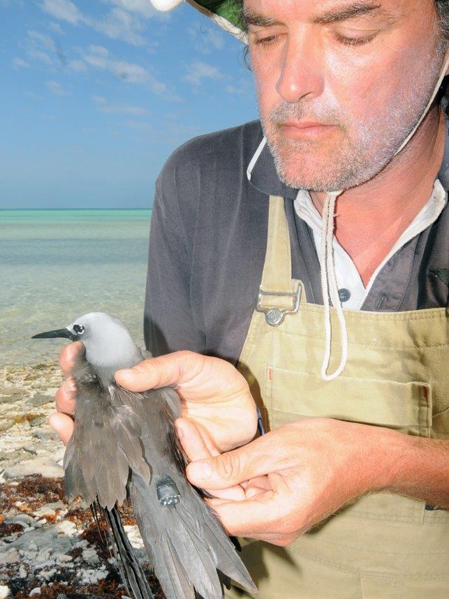 Dr Chris Surman holds a lesser noddy seabird equipped with a GPS tracker