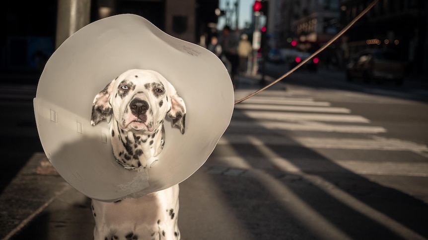 Black and white dog wearing cone around its neck