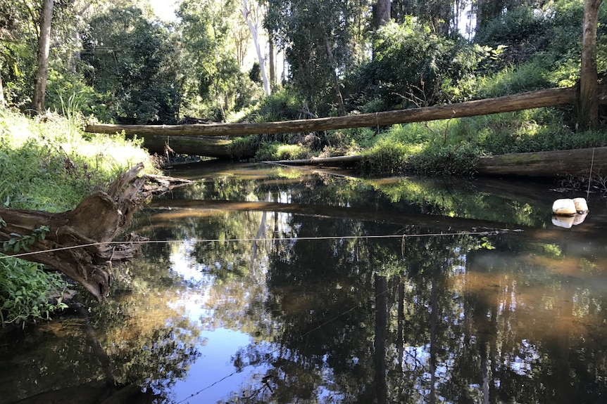 A freshwater creek with a log across it.