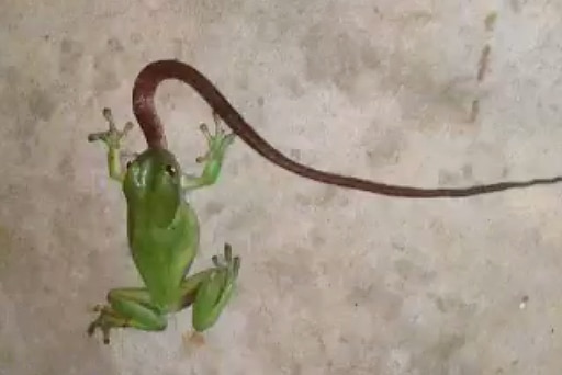 A green tree frog tries to devour a carpet python