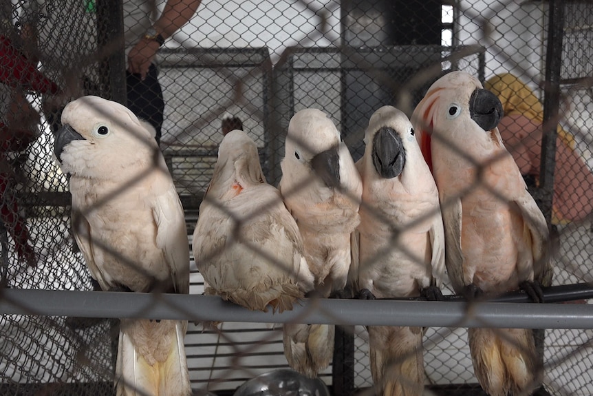 Indonesia_Confiscated_Salmon-crested_Cockatoos