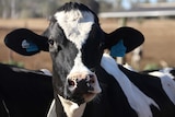 A dairy cow has her head resting on a gate looking over it directly at the camera.