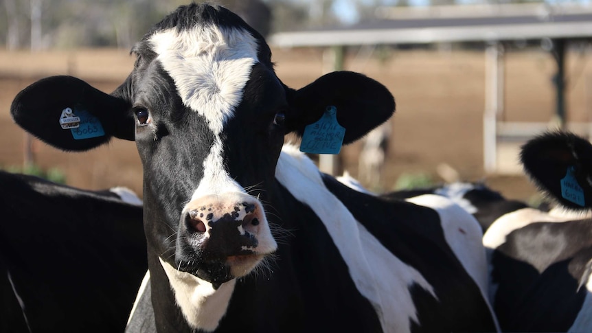 A dairy cow has her head resting on a gate looking over it directly at the camera.