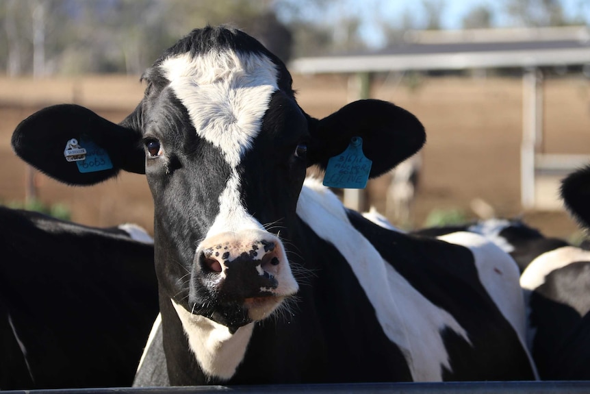 A dairy cow has her head resting on a gate looking over it directly at the camera.