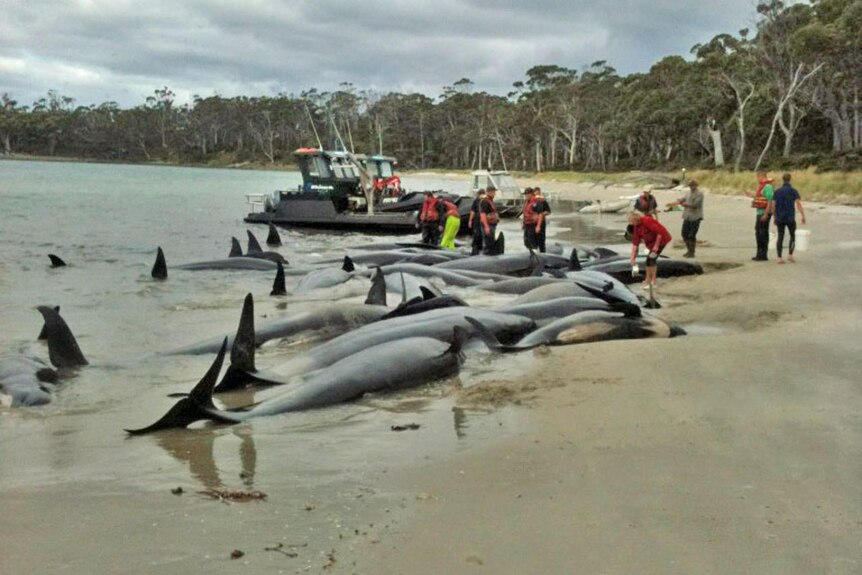 Rescuers worked by moonlight to move the stranded whales beach back into the water.