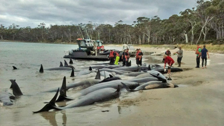 Rescuers worked by moonlight to move the stranded whales beach back into the water.