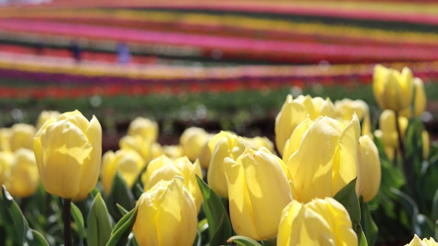 Close up shot of yellow tulips in the foreground with a multitude of colourful tulips in the background.