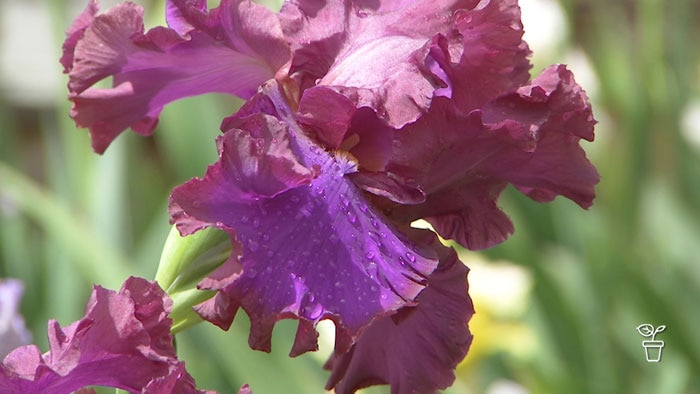 Dark pink and purple iris flower