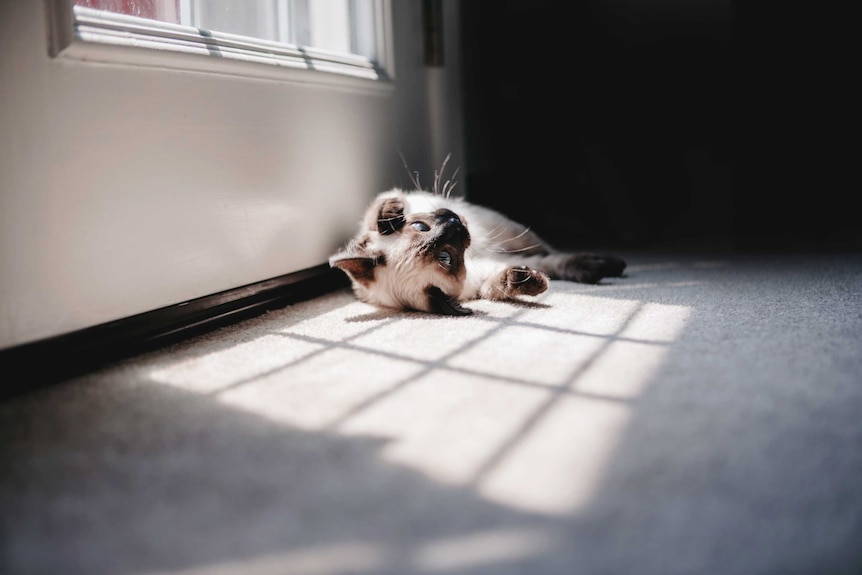 A small cat rolls in the sun on a carpeted floor.