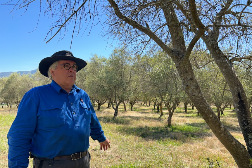 A grey-haired man in a blue shirt and wide-brimmed hat stands in an olive grove on a sunny day.