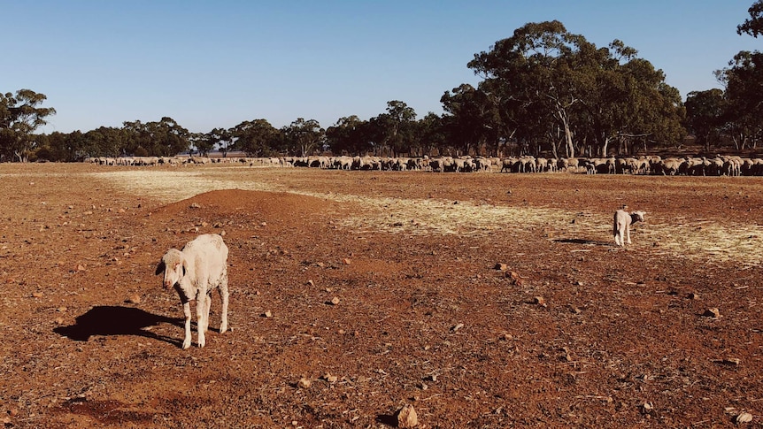 Flock of sheep in a dry paddock