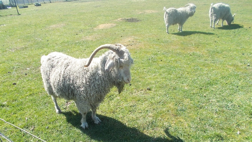 Angora rams and their mohair coats at the Neethorp Stud at Forcett