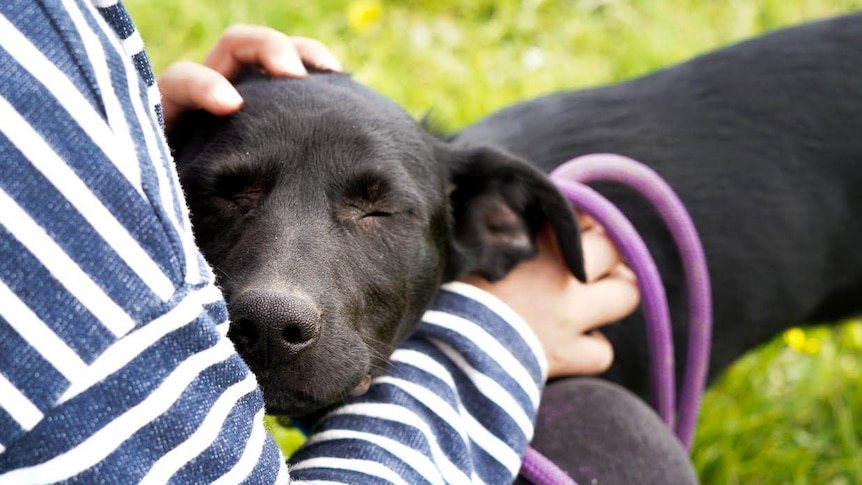 A kelpie pup sleeps in a girl's arms on the grass.