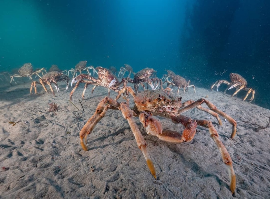 Giant Spider Crab Popularity Boom Causes Rift Between Blairgowrie S   7bf808651f5b46c4b841c8cd2c700072