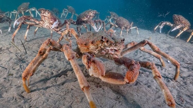 Giant Spider Crab Popularity Boom Causes Rift Between Blairgowrie S Divers And Fishers Abc News