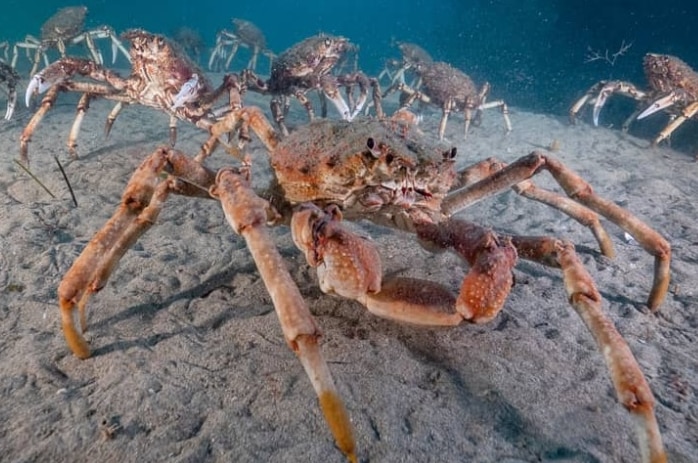 A group of reddish-brown crabs sitting on the sea floor.