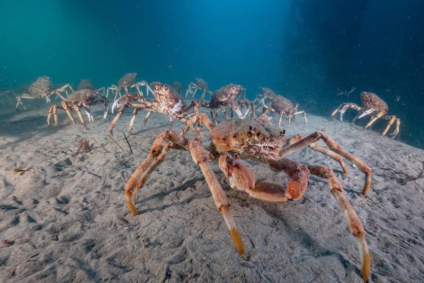 A group of reddish-brown crabs sitting on the sea floor.