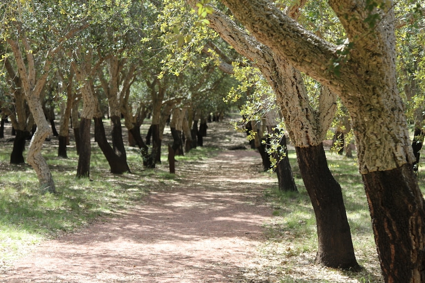 A track running through the cork oak forest