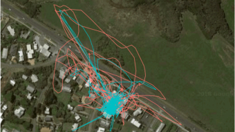 An aerial view of a residential area with blue and red lines squiggled all over it. The lines are where a domestic cat has been.