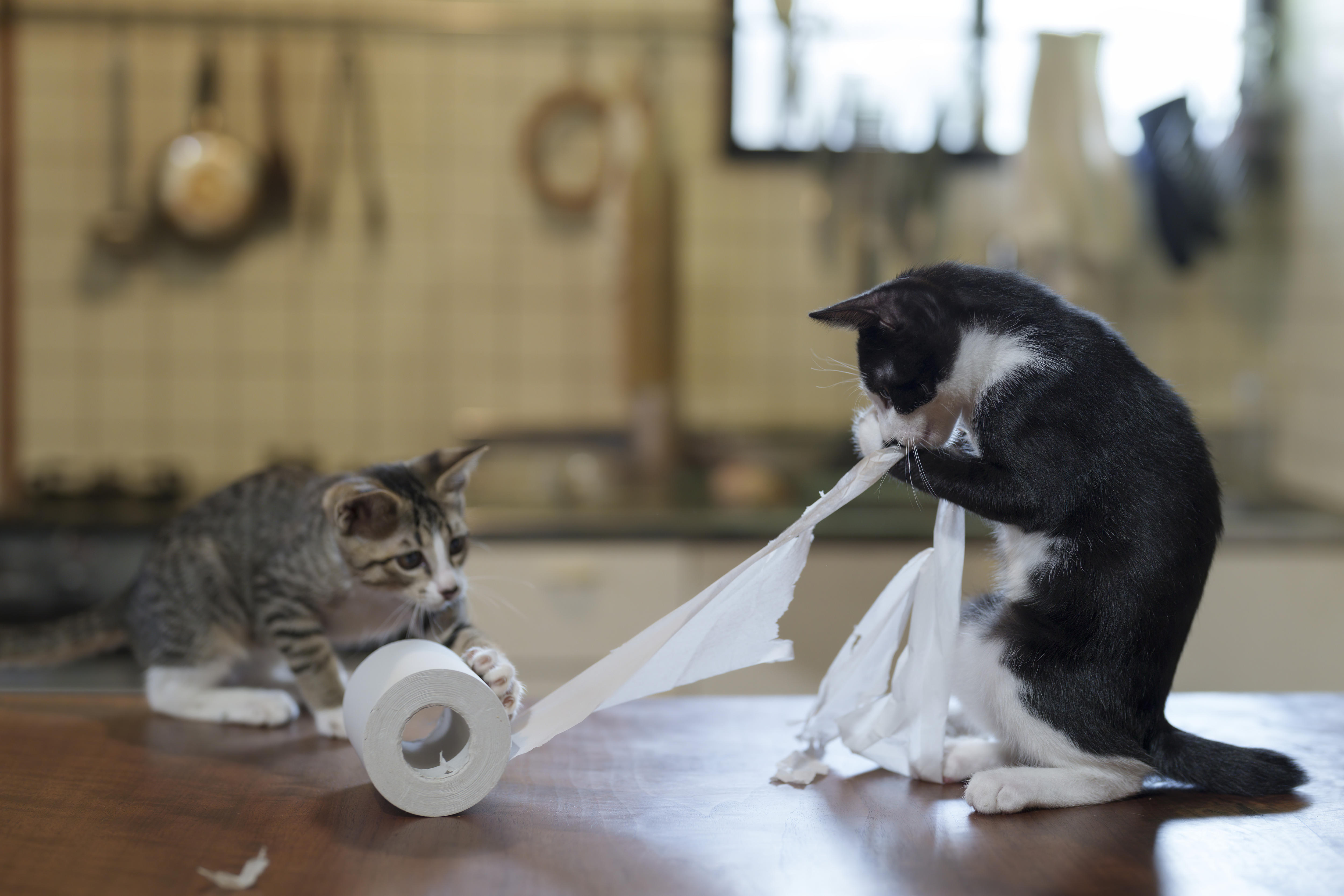 One black and white cat pulling on a toilet roll while the other watches carefully