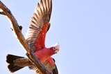 Pink and grey bird on branch with wings extended