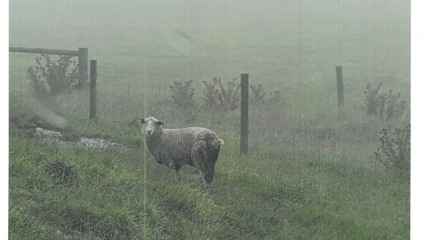 A sheep afflicted by flystrike in mist