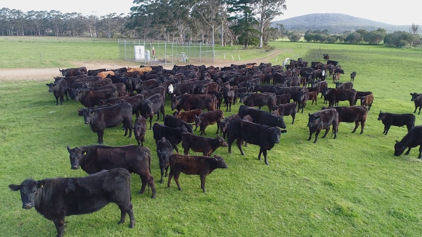 A Walpole farming block filled with cows proposed as a site for Manuka honey