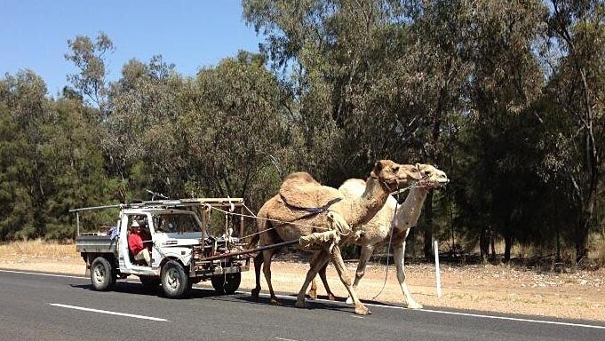 Camels pull a car along the highway.