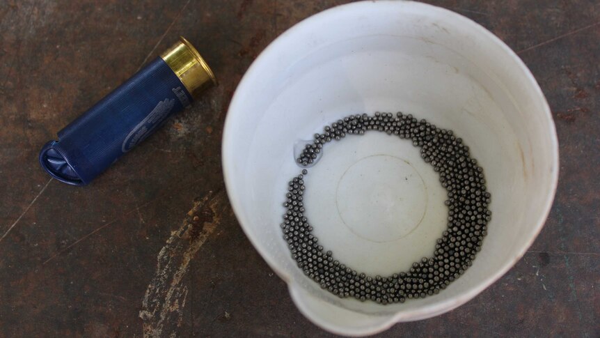 Lead pellets in a plastic container