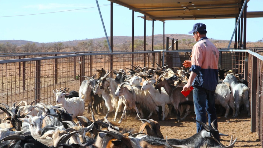 A man stands between two mobs of goats.