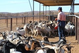 A man stands between two mobs of goats.