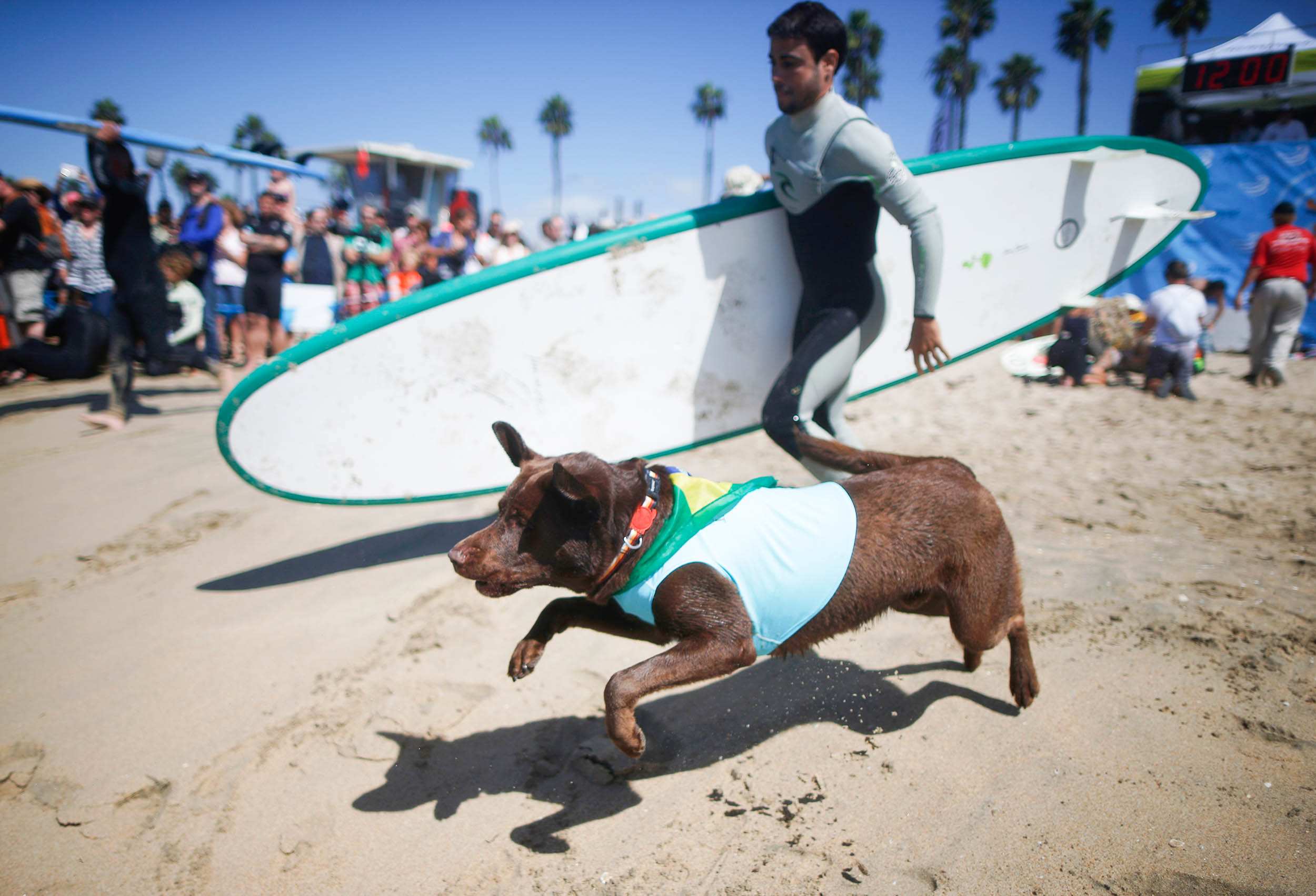 Dogs descend on Huntington Beach, California, to catch waves in surfing