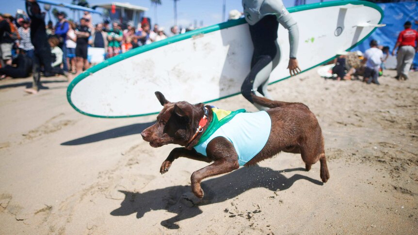 Surf City surf dog