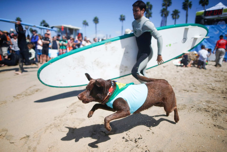 Surf City surf dog