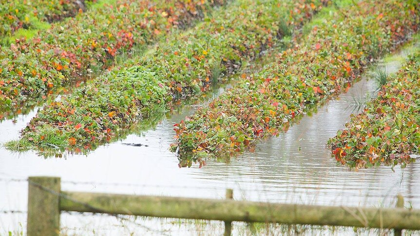 A strawberry farm in Forth, Tasmania, is flooded over.