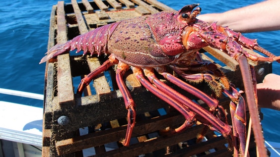 Image of a lobster being held after being caught in a craypot