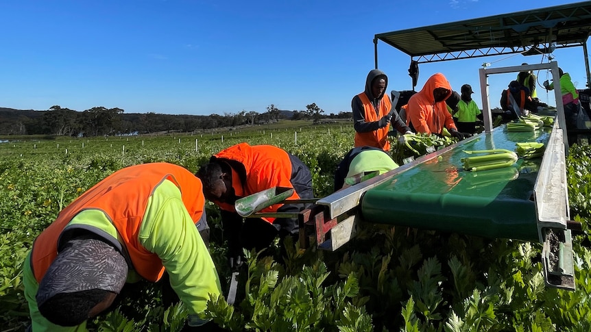 PALM scheme workers picking celery and placing it on a conveying belt for processing.