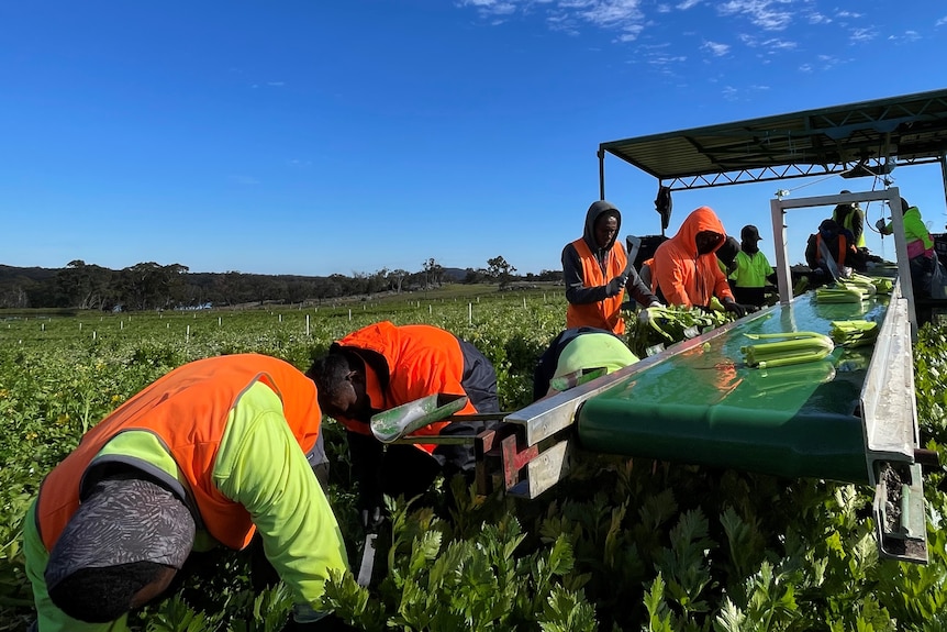 Men in high-vis toil in a field beneath a clear sky.