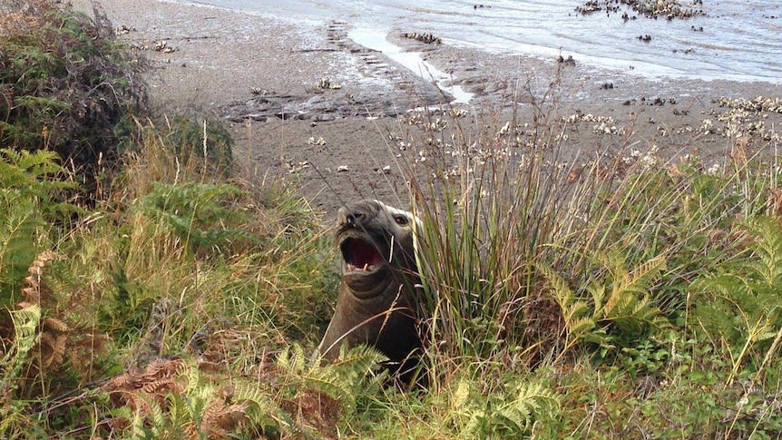A rare elephant seal takes refuge
