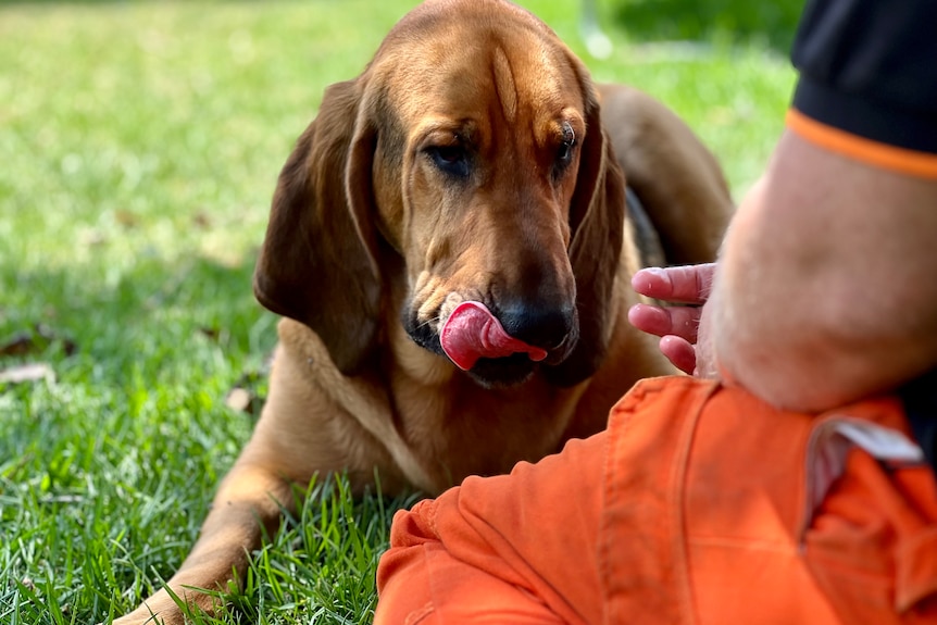 T-bone the bloodhound laying on the grass licking his lips waiting for a snack