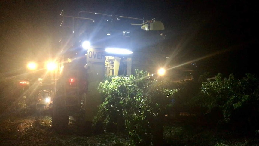 Wine grape harvesting is underway at the Flinders Vineyard in Port Germein.