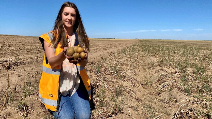 A woman holding up potatoes in a paddock.