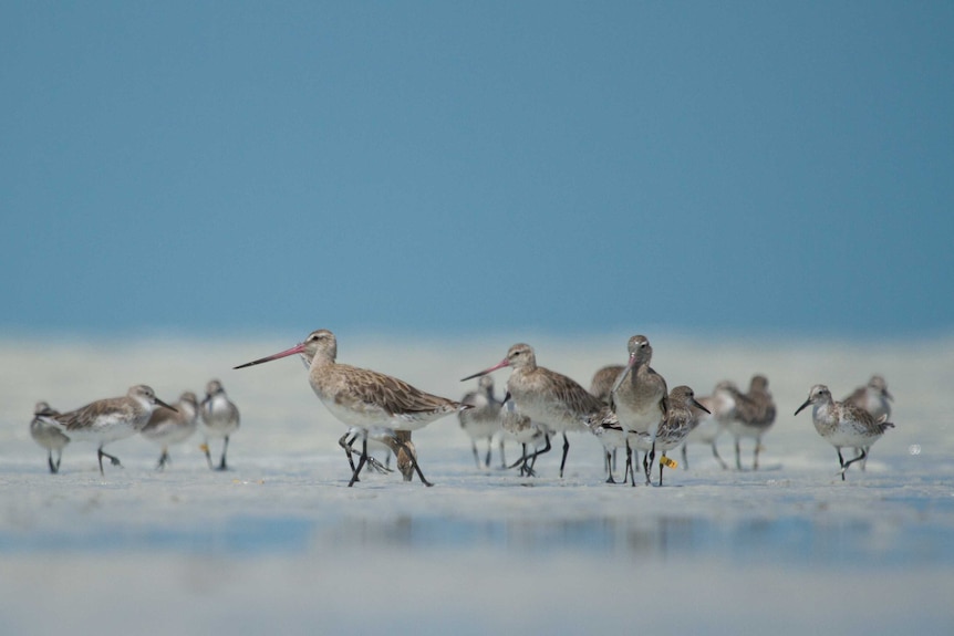 Bar-tailed Godwits with Great Knots at Roebuck Bay