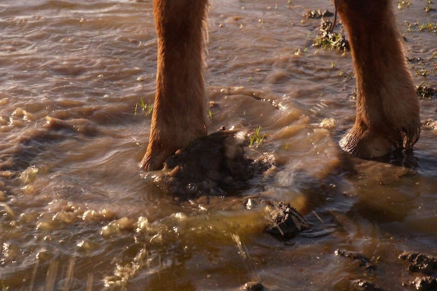 Close up of horse's hooves as it walks through a river on the McArthur's property