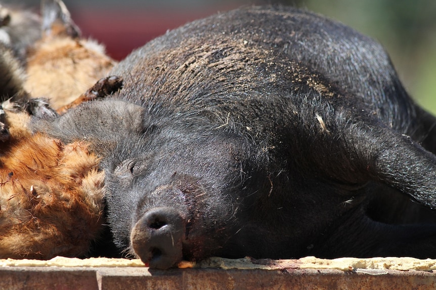 A shot pig on a flatbed truck